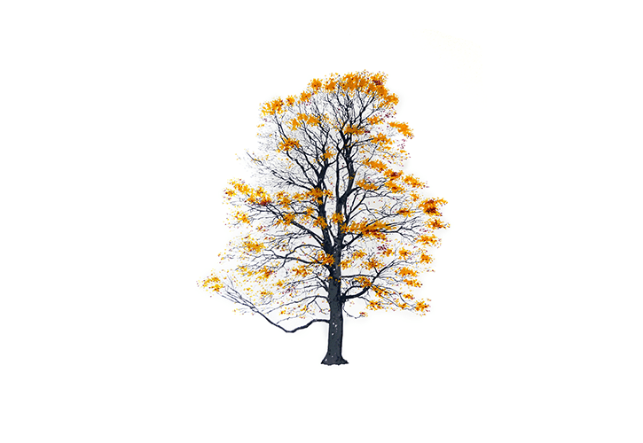 Дерево Magis sun-id-1329002 - Вид №5