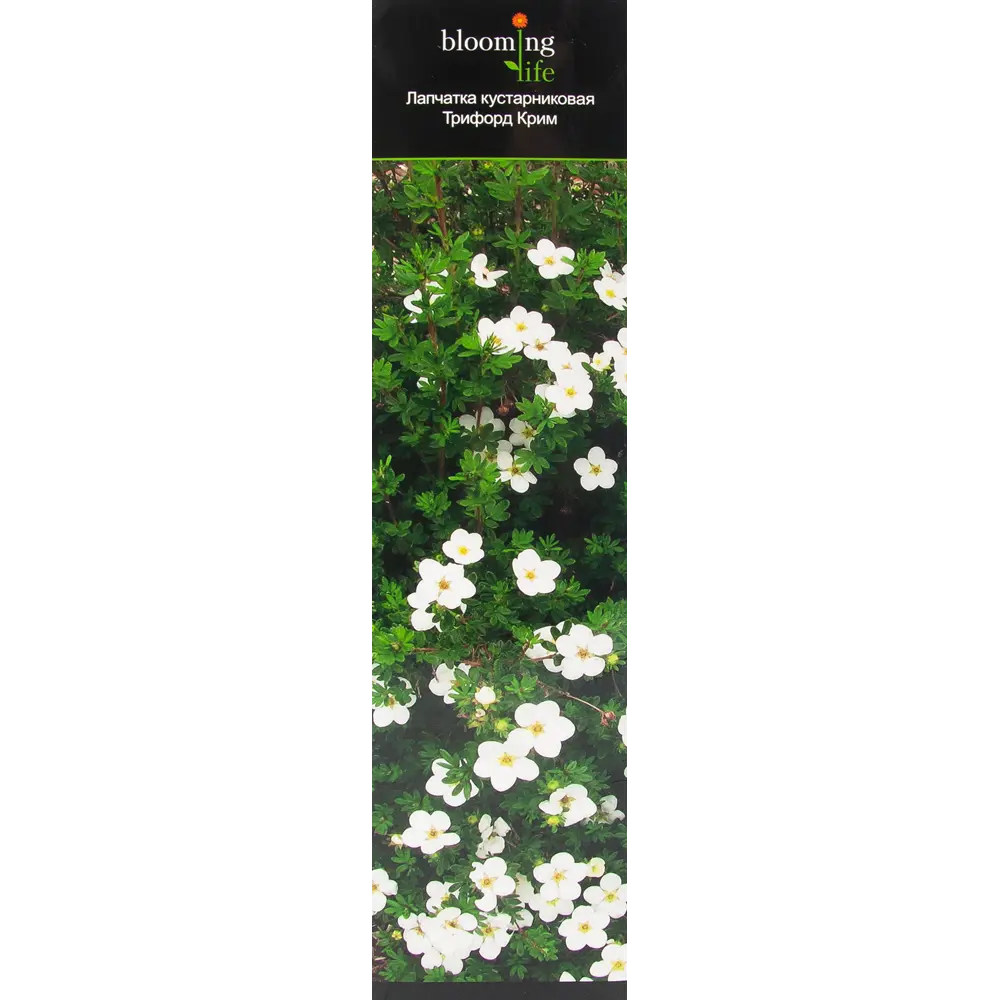 Лапчатка кустарниковый Трифорд Крим в тубе 82539530 STLM-2159198 BLOOMING LIFE 