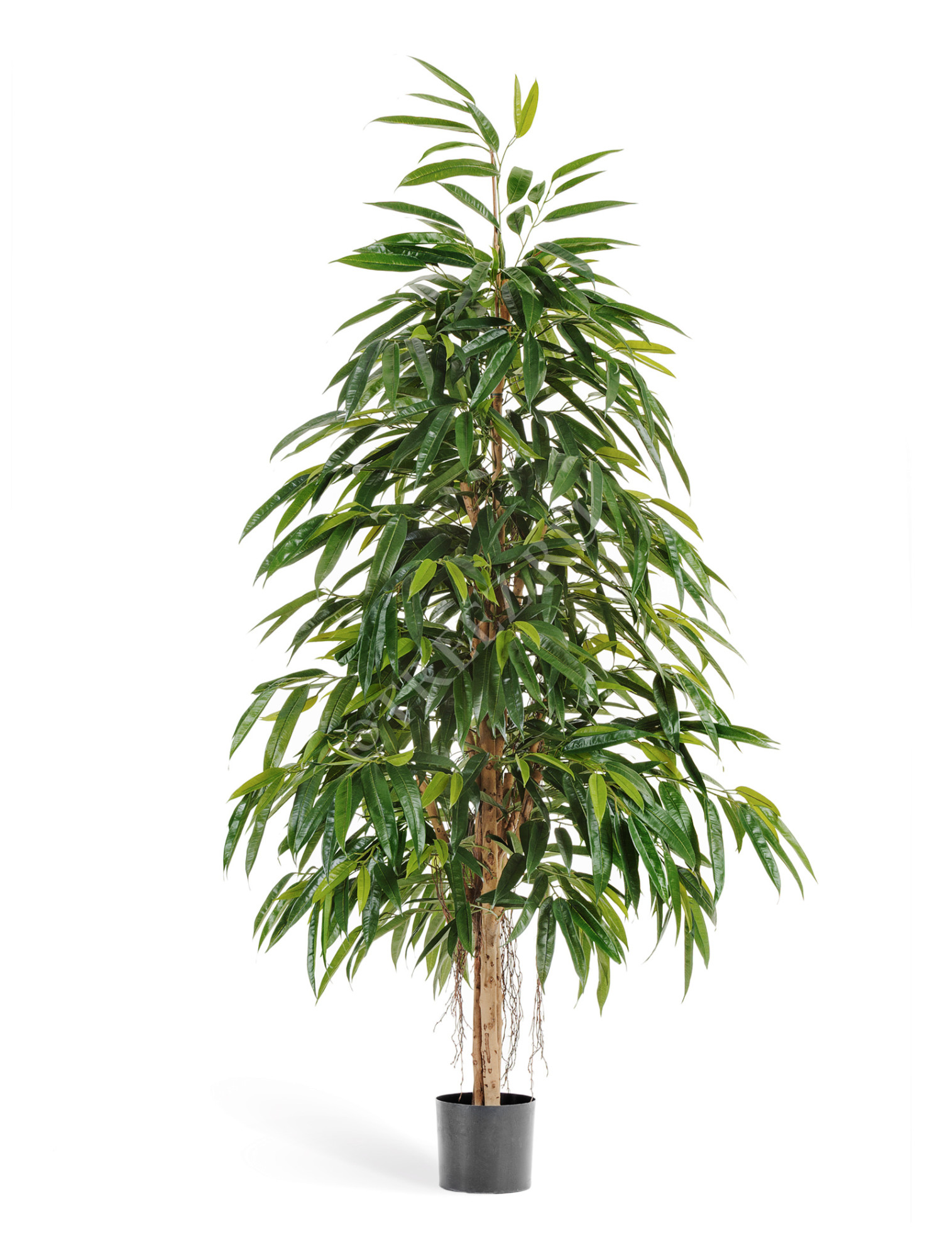 10.48405N Лонгифолия Роял Нэйчерел Цветочная коллекция 