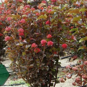 Пузыреплодник калинолистный «Андре» C1.5