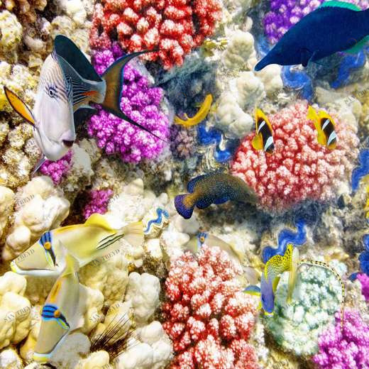 WP00713 Фотообои Verol Фотообои decoline 1х1 м