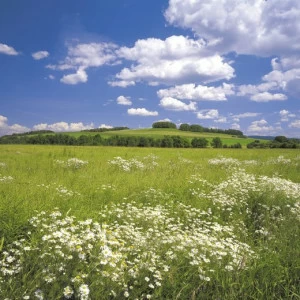 8-254-Meadow Фотообои Komar Scenics Edition 2 2.54х3.68 м