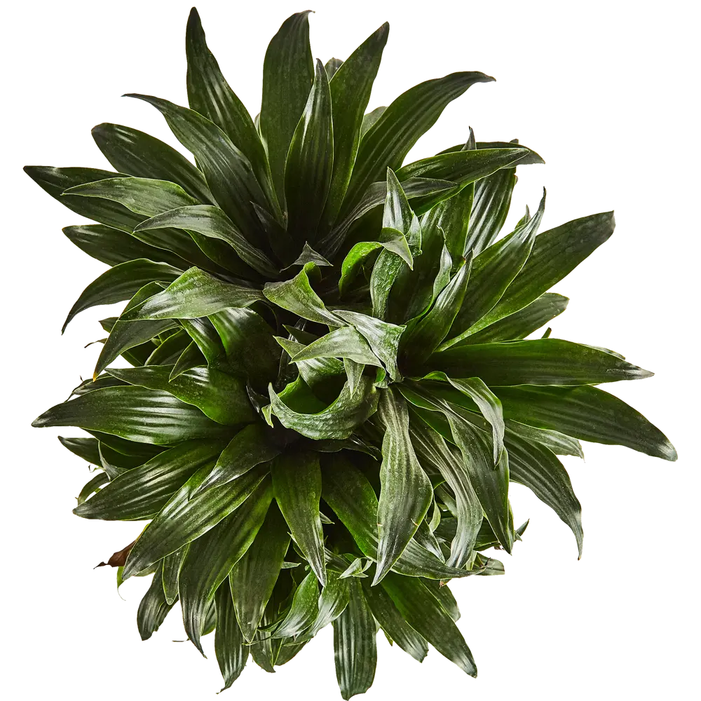 Драцена Компакта Santreyd — изящное комнатное растение для чистого воздуха 87819513 STLM-0953974 - Вид №2