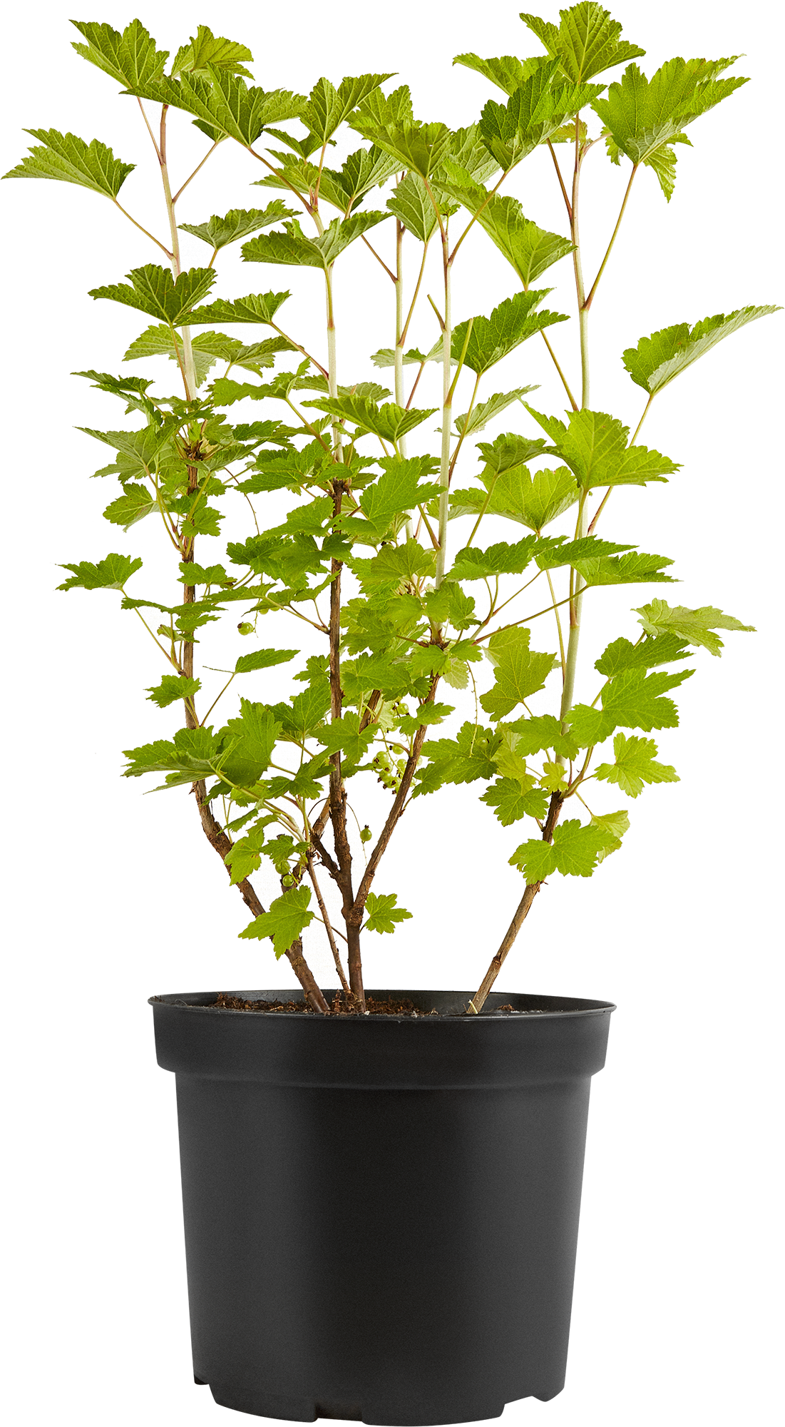 Саженец красной смородины Santreyd - среднепоздний сорт с ароматными ягодами 17897416 STLM-0008952 - Вид №1