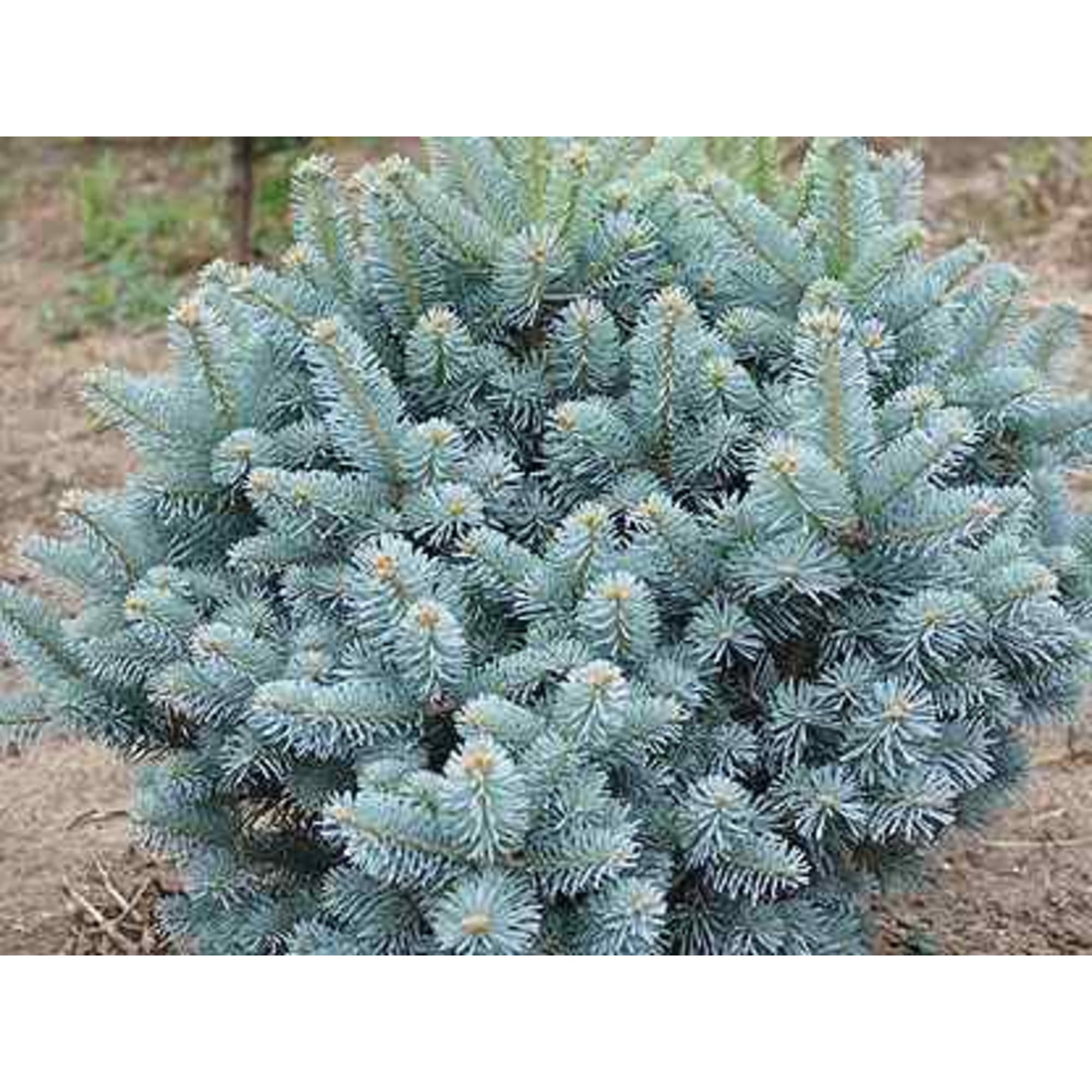 82601619 Ель колючая «Мисти Блю» 19x40 см Santreyd  - Вид №2