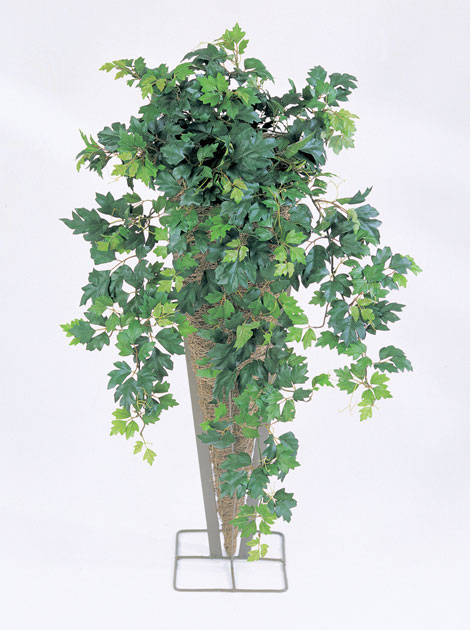 2000983170293 Циссус ампельный высота 90 см SERAX 
