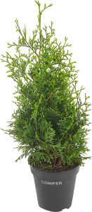 Туя западная Холмструп - вечнозеленый хвойный саженец для живой изгороди 84832942