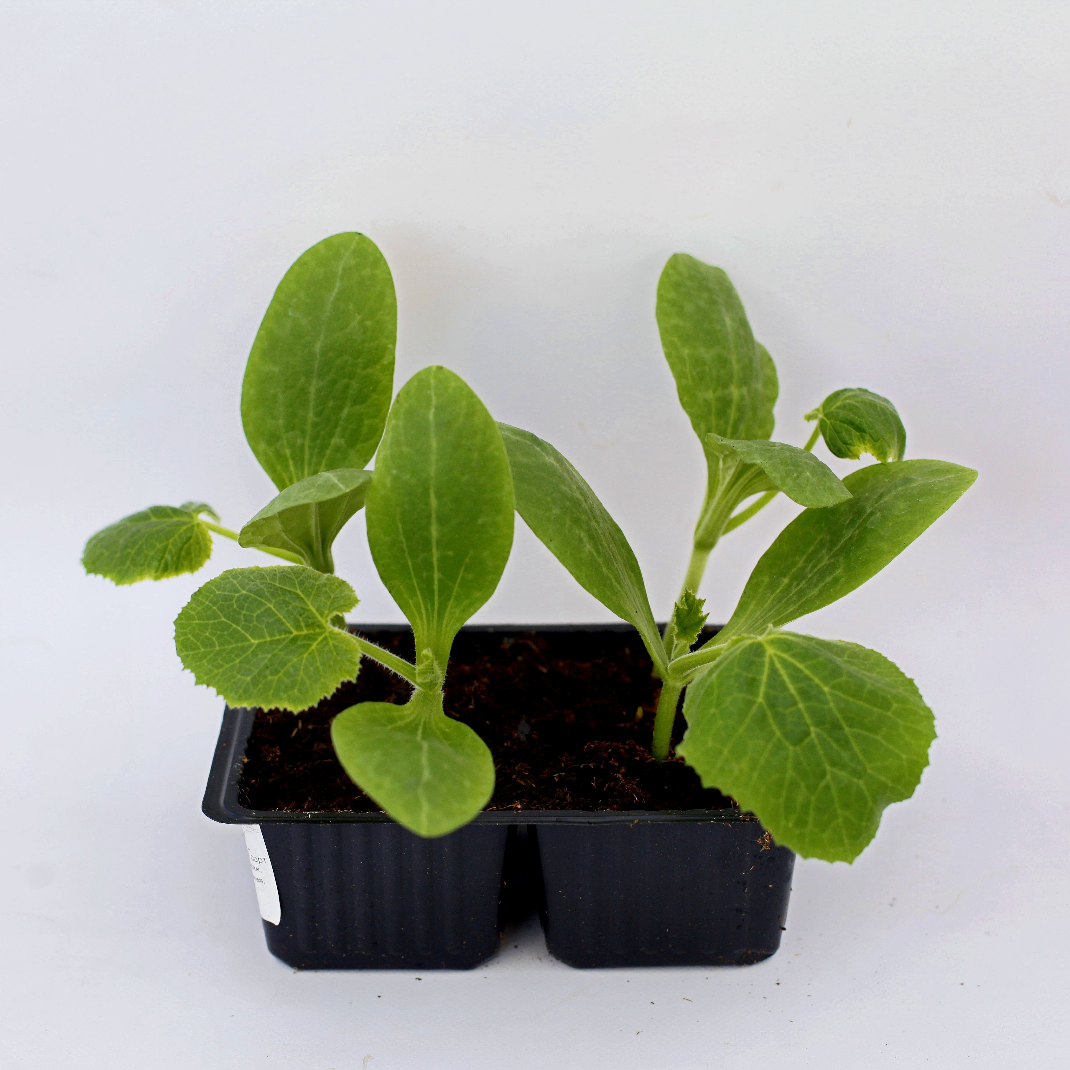 Рассада кабачка-патиссона Микс Santreyd 87544052 STLM-0074398