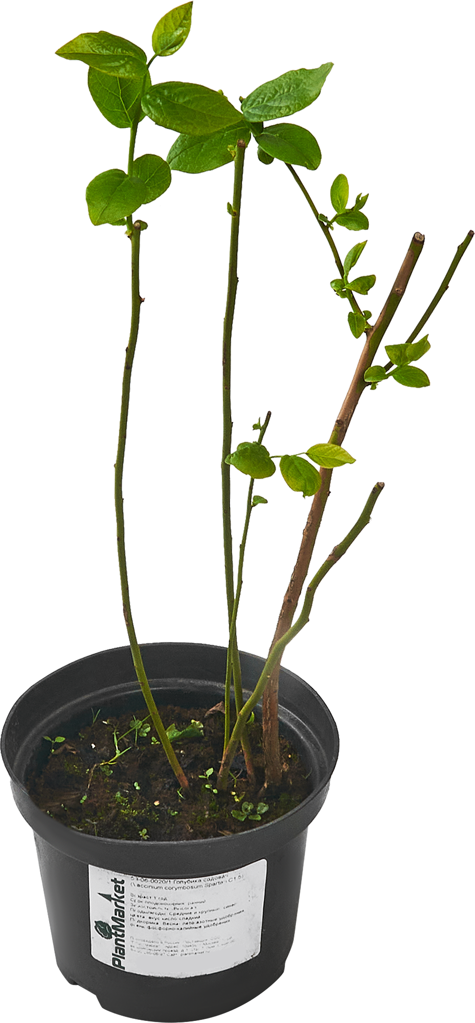 Голубика Спартан — садовая рассада для богатого урожая 84834891 PLANTMARKET STLM-0055855 - Вид №1