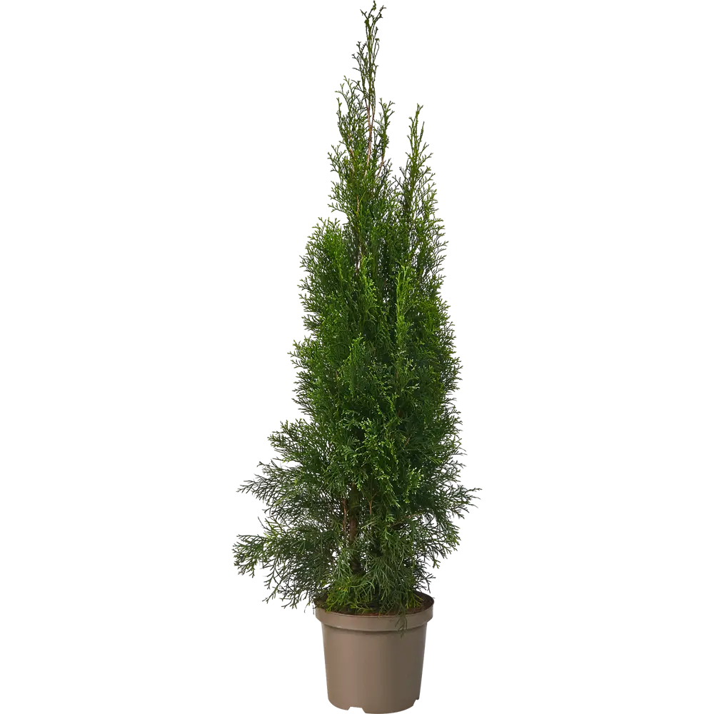 Santreyd Туя западная для живой изгороди 80 см 84429202 STLM-0049926