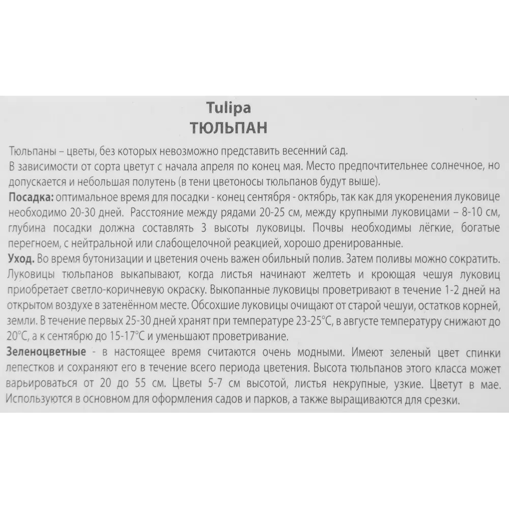 Тюльпан зеленоцветный Голливуд, 3 шт ПОИСК STLM-2162022 - Вид №2