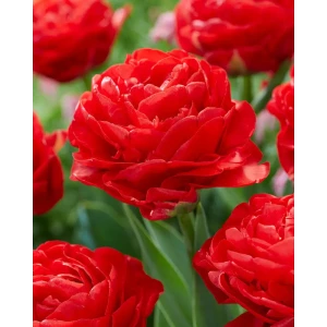 Луковицы тюльпана махрового раннего Памплона 11/12 89432961