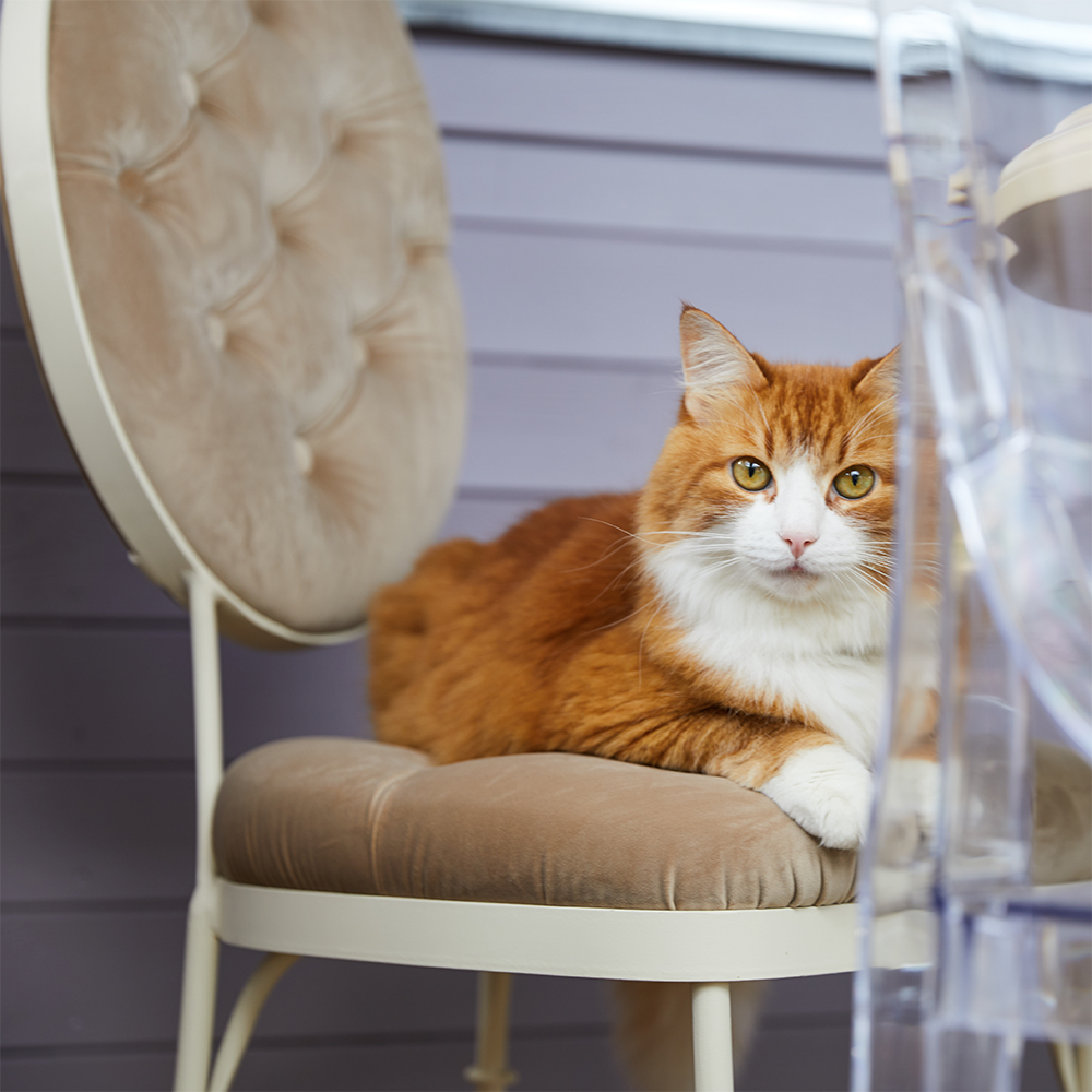 19015 Стул кованый Аделаида Айвори Того Карамель BOGACHO 4627138235126 - Вид №4