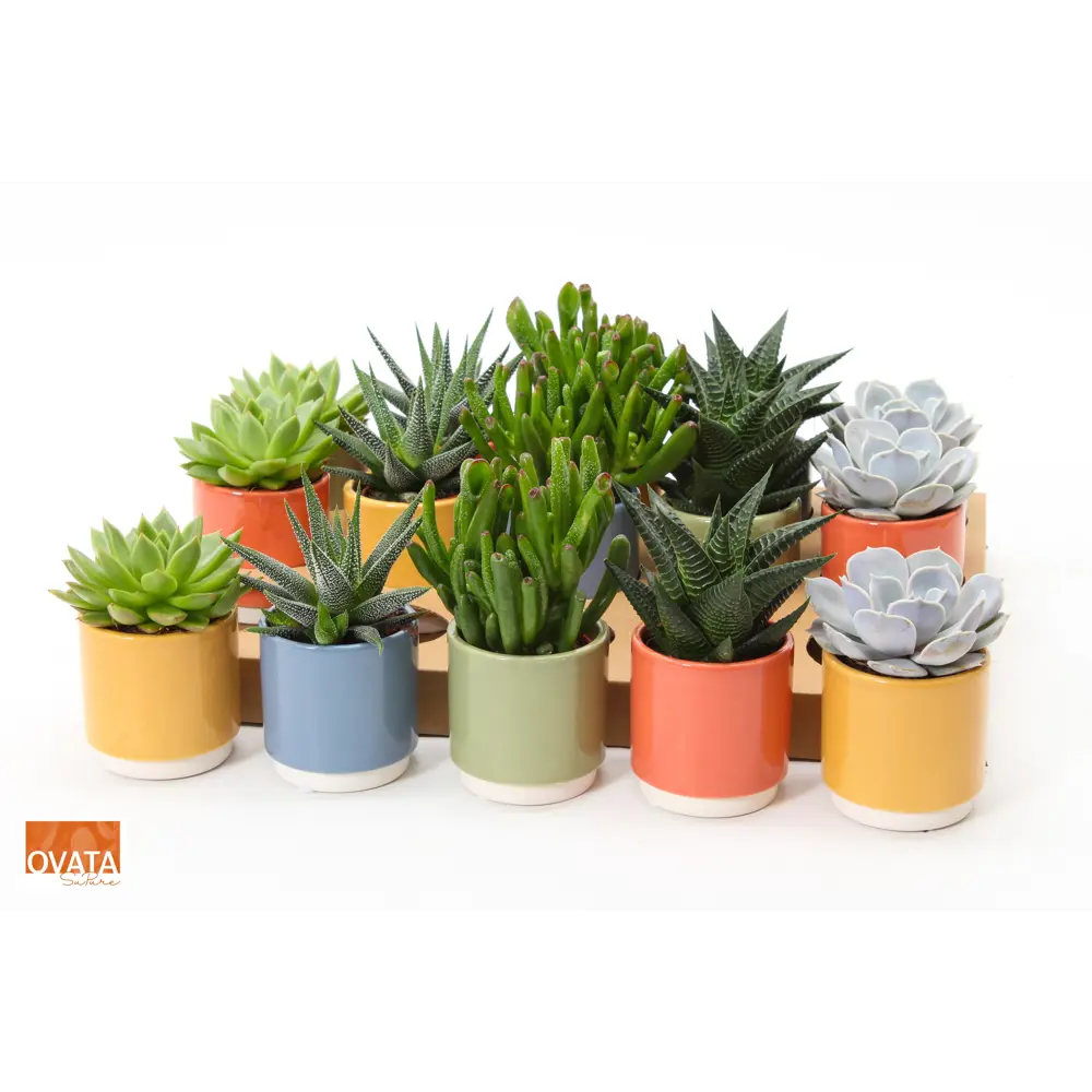 Santreyd Суккулент микс — живой декор для интерьера 89379925 STLM-1325718