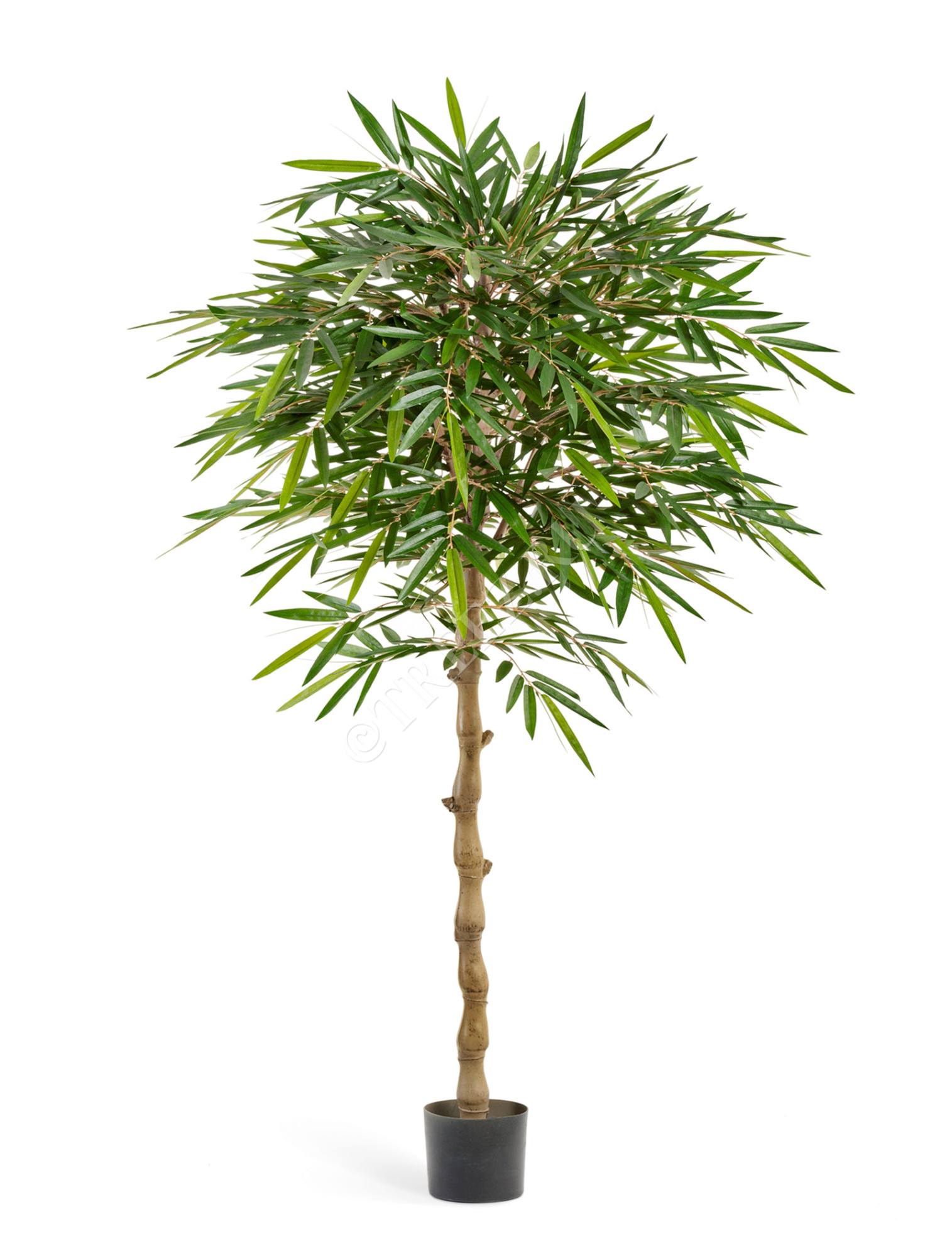 10.34706N Бамбук Новый зонтичный Цветочная коллекция 