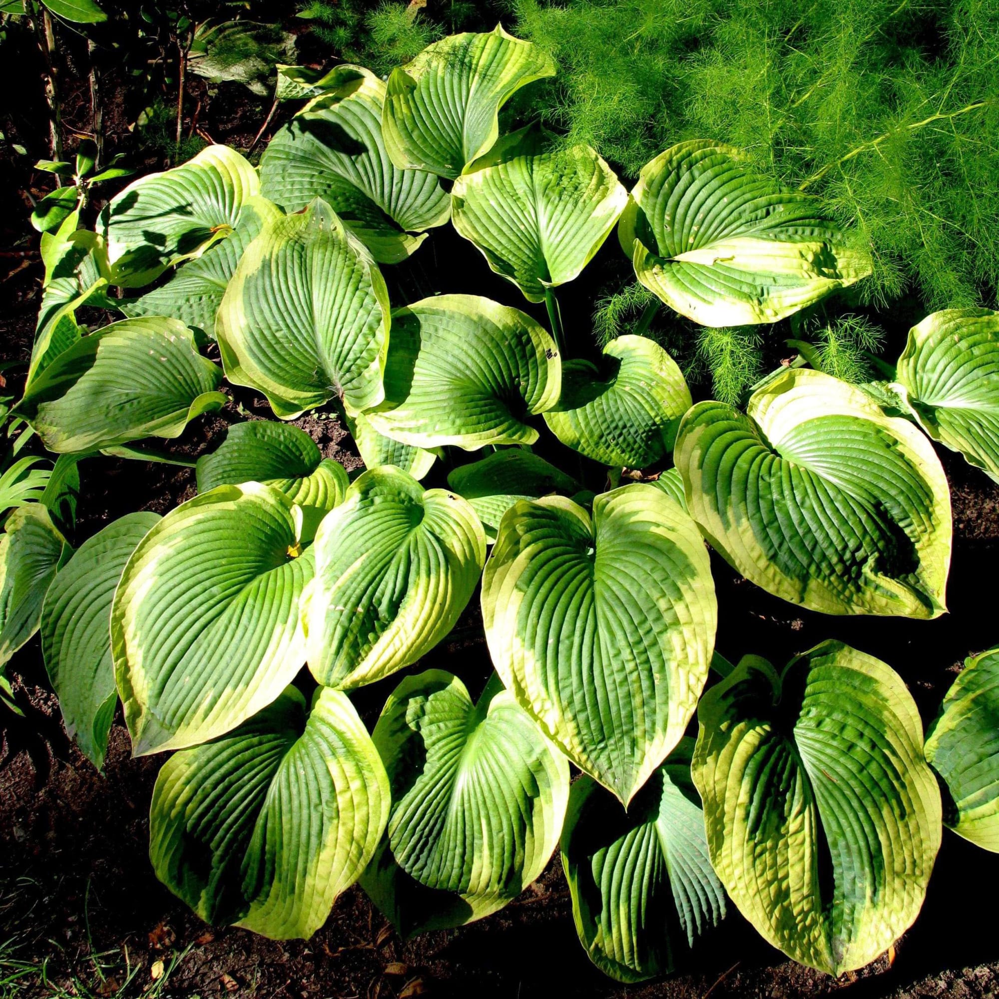 81954861 Хоста гибридная С2 «Франс» h15 Santreyd  - Вид №2