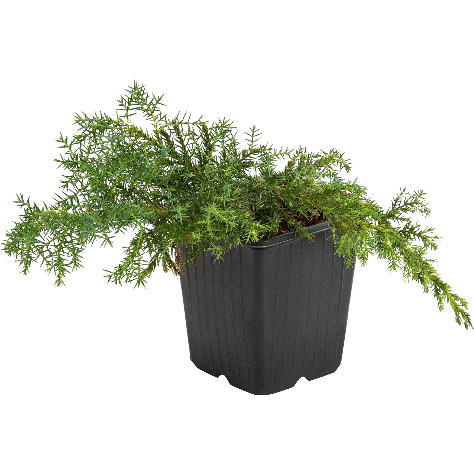 82601662 Можжевельник средний «Голд Стар» 9x12.5 см Santreyd 