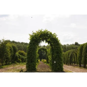 Липа мелколистная ø220 h320 см