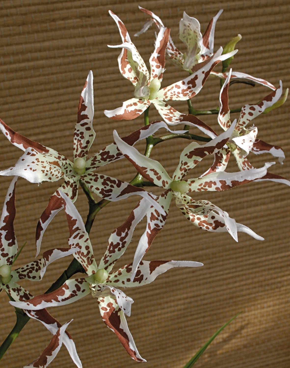 2562 776 a3 Синтетическая орхидея odontoglossum, 103 см, бежево-коричневая H-andreas  - Вид №4