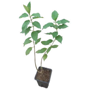 Гортензия метельчатая белая - многолетний садовый цветок 85203984