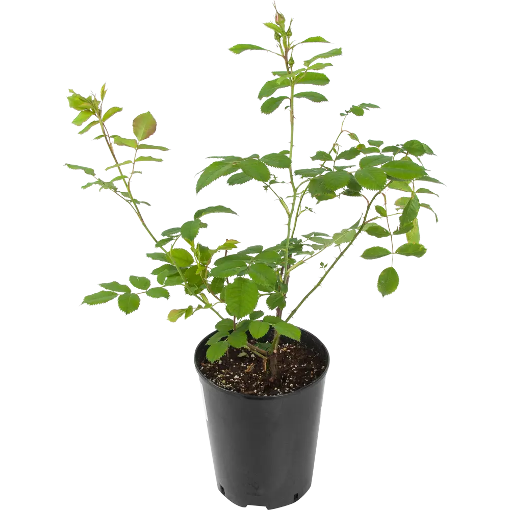 Роза канадская «Морден Руби» 19x55 см 82625096 STLM-2123226 PLANTMARKET 