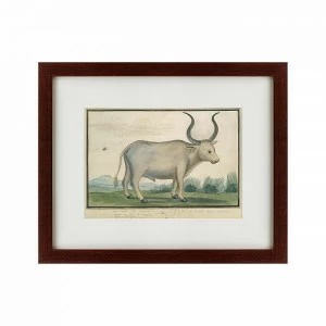 Картина: Cape Ox, 1778 КАРТИНЫ В КВАРТИРУ  135680 Разноцветный
