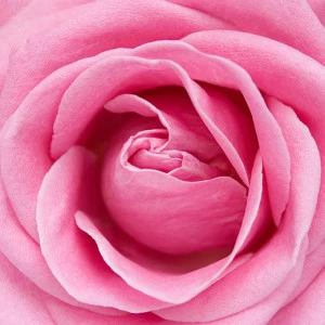 C1-325 Фотообои DIVINO Collection C 1.47х2 м