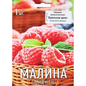 89353443 Малина Брянское диво капер h10 см STLM-0960850