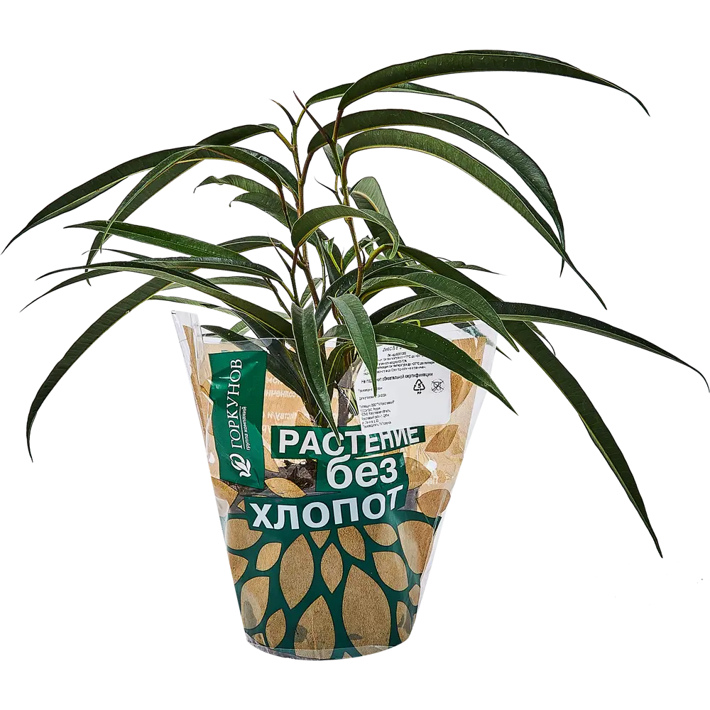 Фикус Эластика Мелани Santreyd — изящное комнатное растение в горшке 89351065 STLM-0955832