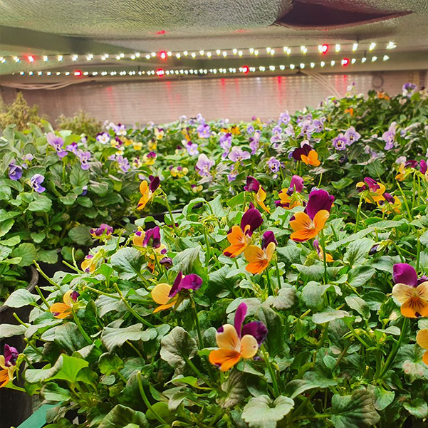 3351 Цветонос 2.4.a - Цветение и Плодоношение. Белый свет. LAB.Space  - Вид №6