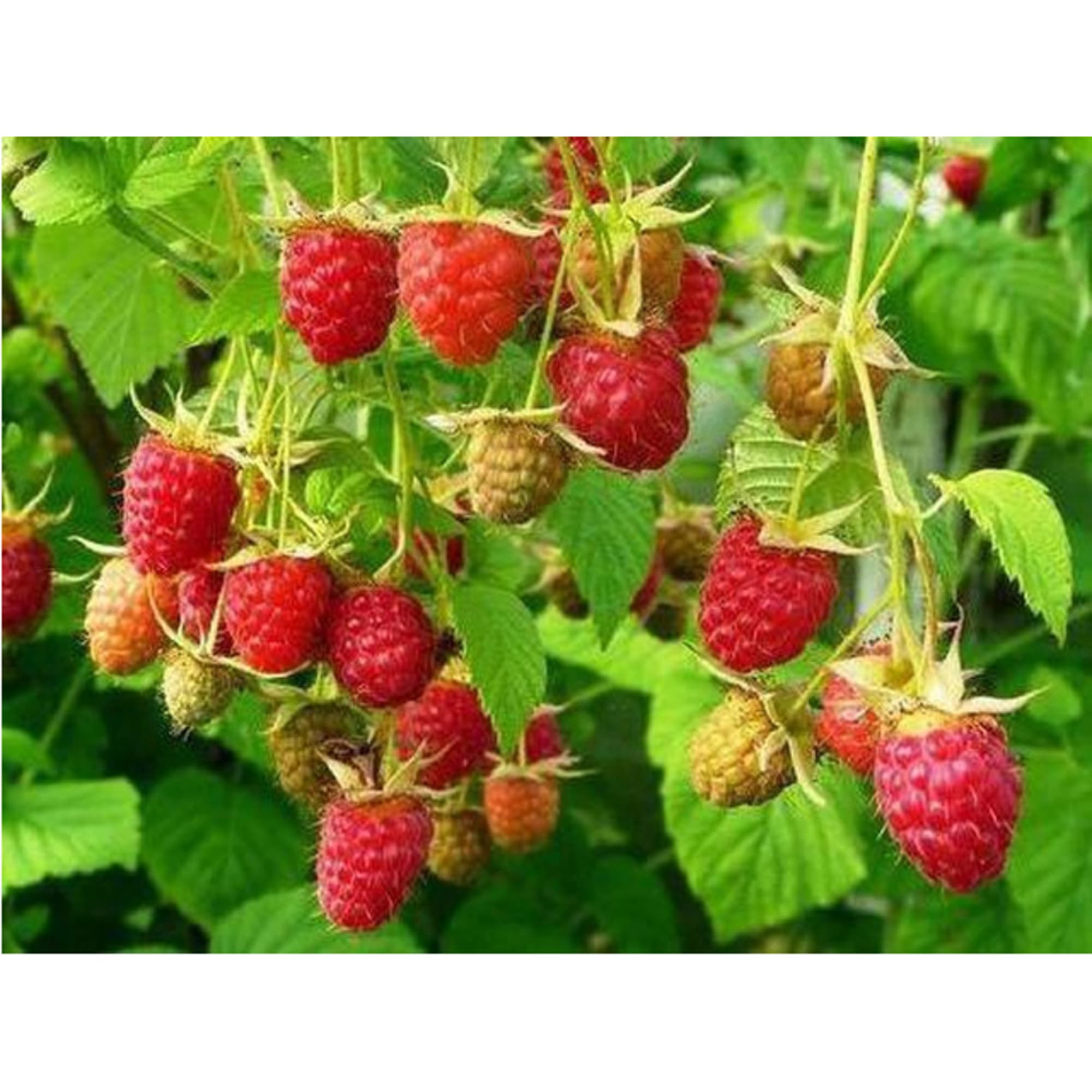 82597100 Малина «Новость Кузьмина» C2 высота 40 см Santreyd  - Вид №2