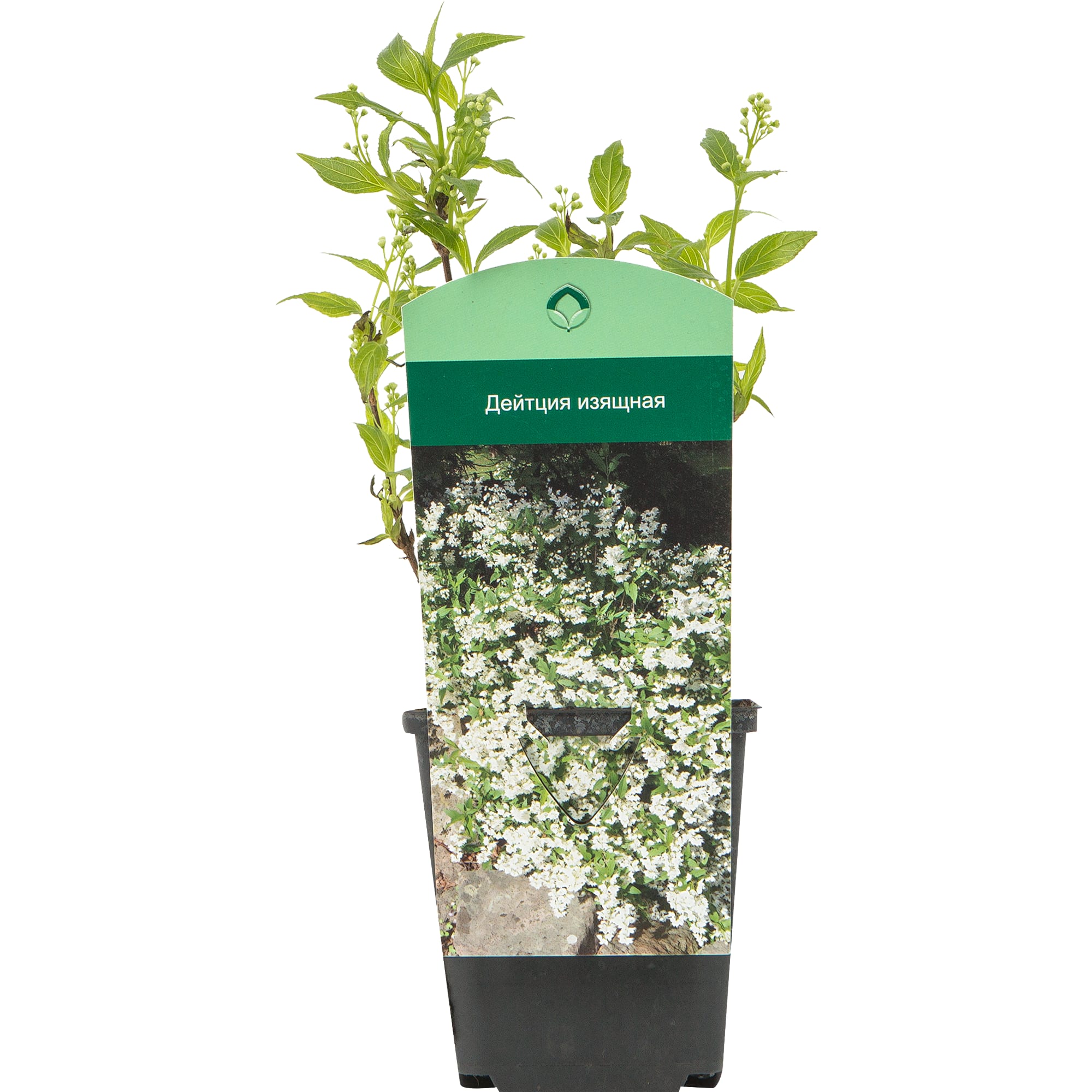 82176162 Дейция изящная P9 Santreyd  - Вид №1