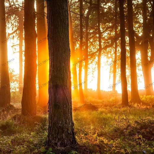 WP00620 Фотообои Verol Фотообои decoline 1х1 м