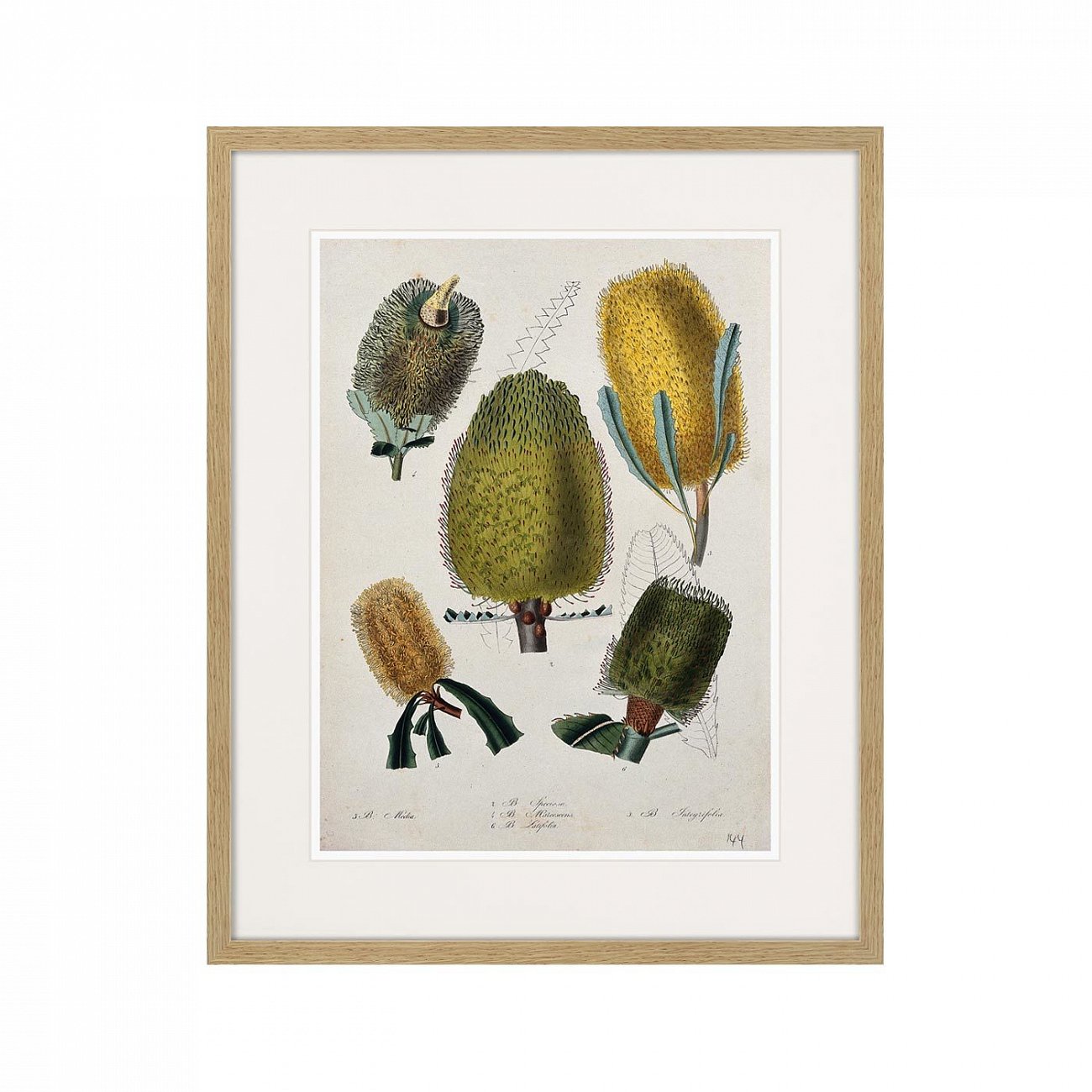 Картина в раме 52х42 см Exotic plants of the world №1, 1815г. КАРТИНЫ В КВАРТИРУ  264349 Зеленый;коричневый;разноцветный  - Вид №1