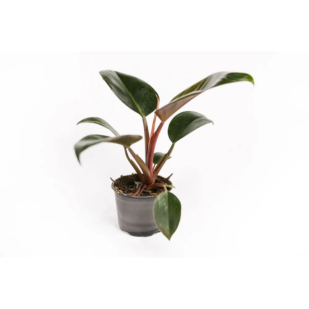 Santreyd Филодендрон Silver Sword с серебристыми листьями 89351066 STLM-0953990 - Вид №5