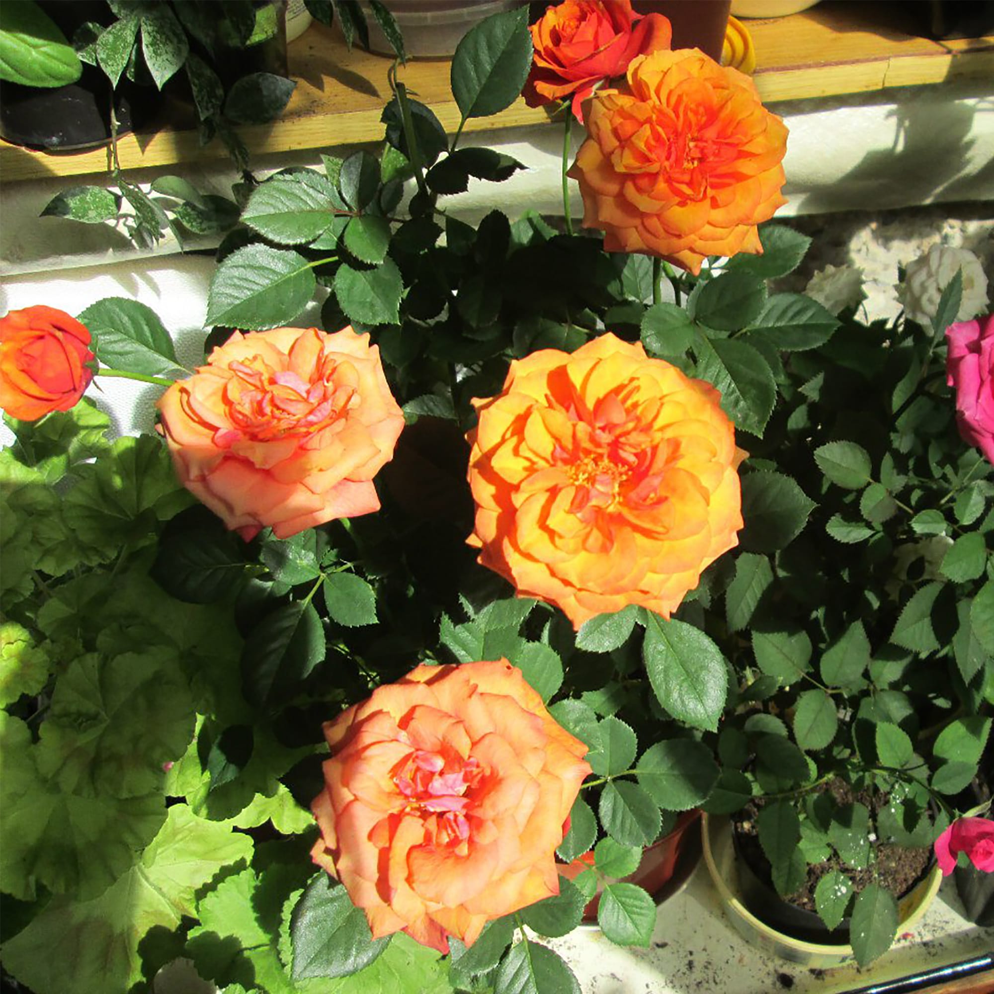 17394368 Роза террасная, d11/h25 Santreyd 