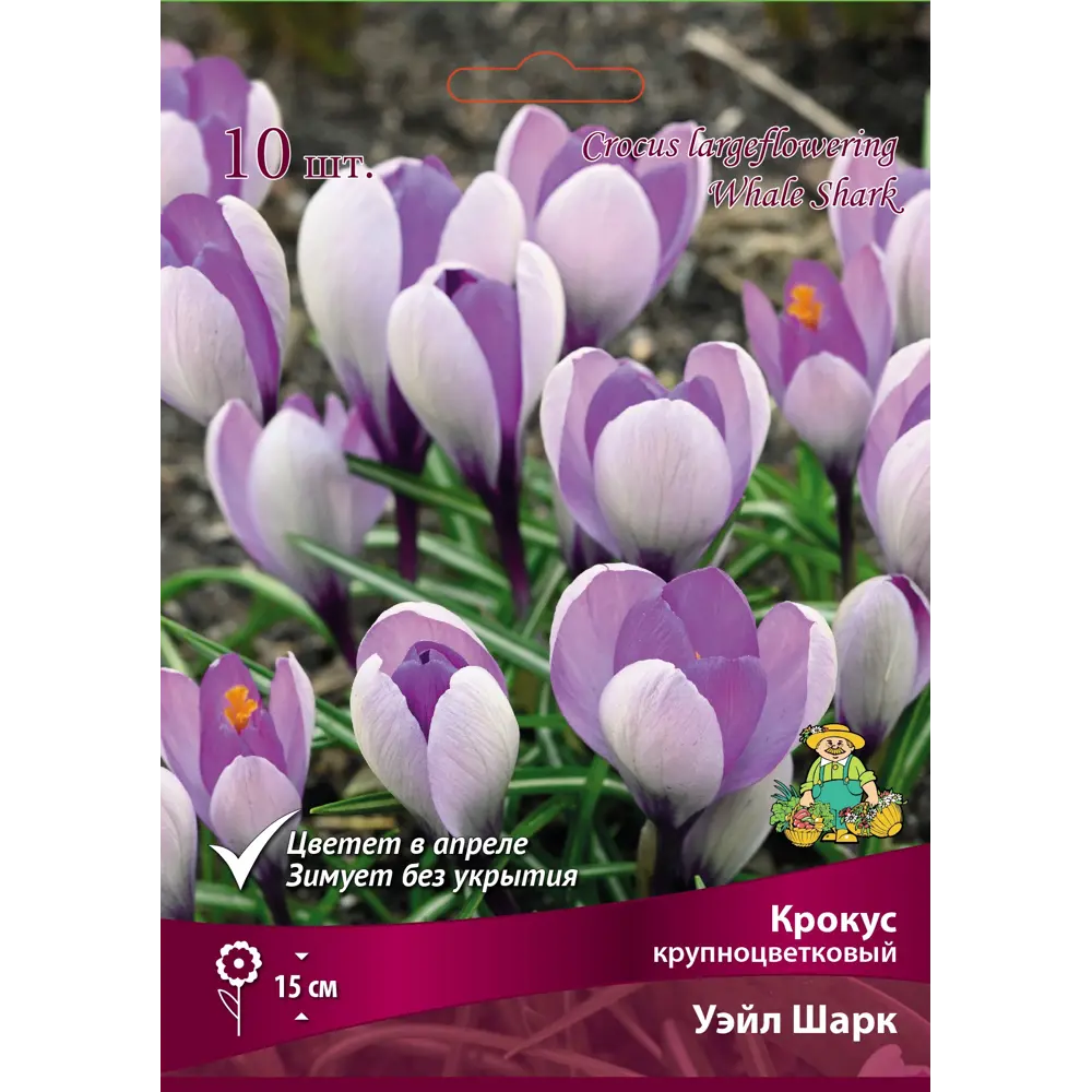 Крокус Уэйл Шарк ПОИСК - луковицы с двухцветными сиренево-голубыми цветами 89381275 STLM-1566634 - Вид №1