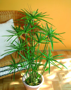 5474 883 a3 Искусственные орехи в горшках, 105 см, зеленые H-andreas