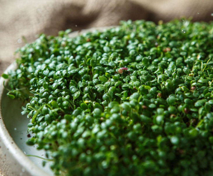 4686 Микрозелень клевера Вкусляндия  - Вид №2