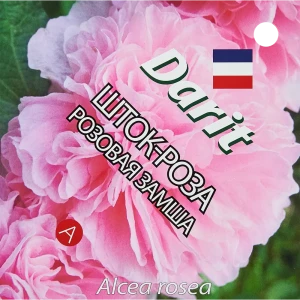 89347609 Семена цветов Дарит шток-роза Розовая замша STLM-0962014