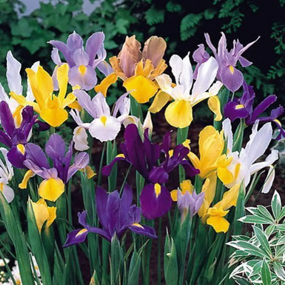 Ирис Geolia «Reticulata Mixed» 15045076 STLM-2035033 