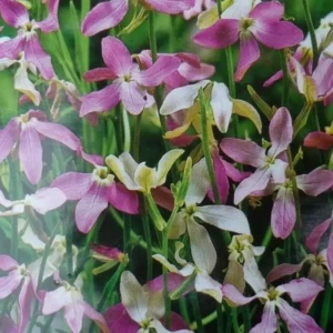 САДОК Маттиола «Летний вечер» - ароматный ночной цветок для сада 18580648