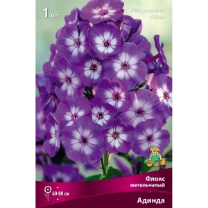 Флокс метельчатый Адинда