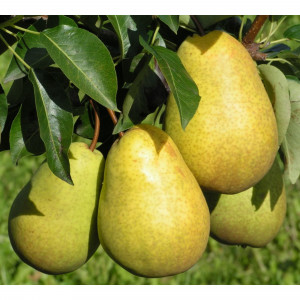 82585413 Груша «Чижовская» 25x120 см