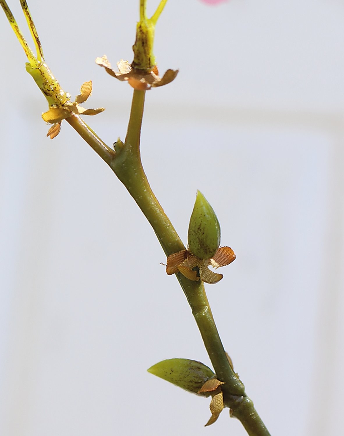 3087 515 a3 Ветка сакуры, 76 см, розовая H-andreas  - Вид №5