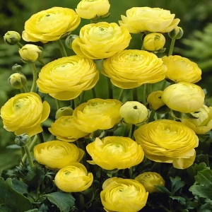 Ранункулюс «Yellow», 5х6 см