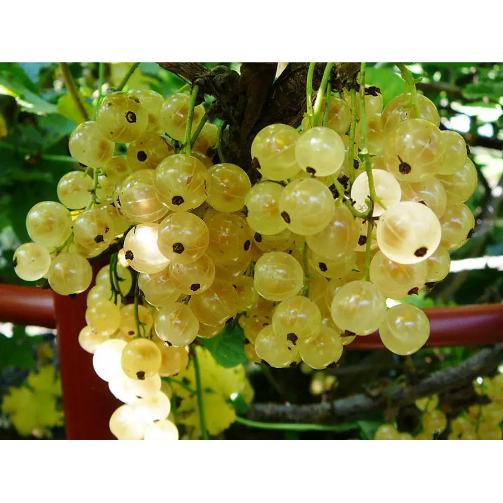 Santreyd Смородина Смоляниновская Белая - саженец для сада 84347447 STLM-0048737