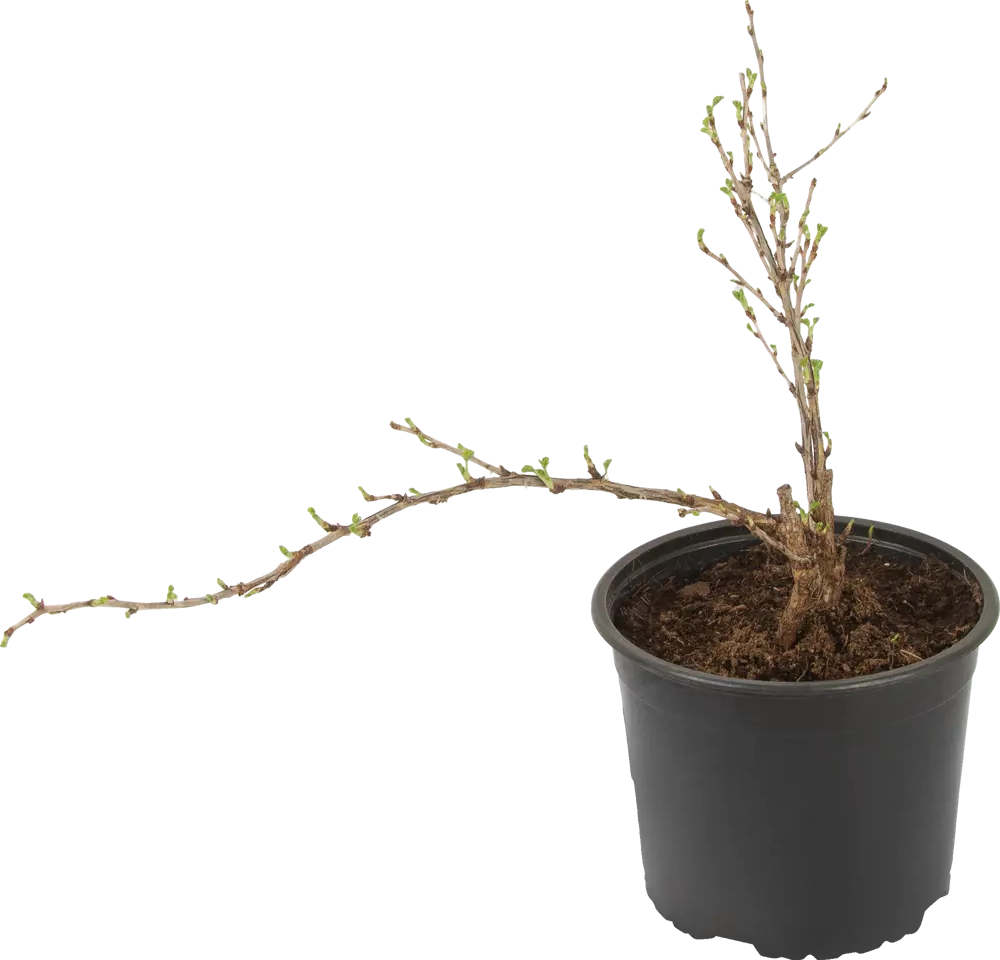 Santreyd Крыжовник микс - плодовый куст для сада 85325519