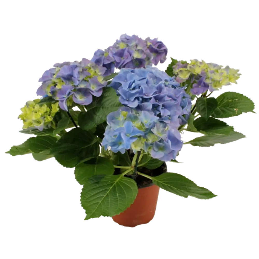 Гортензия макрофилла микс ø9 h15 см Santreyd STLM-2073240