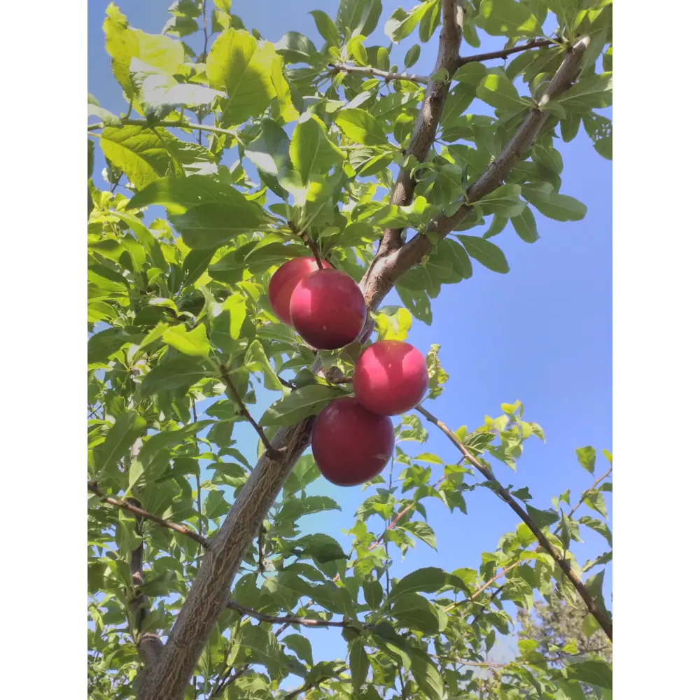 Алыча «Клеопатра» 24x70 см PLANTMARKET STLM-2095303